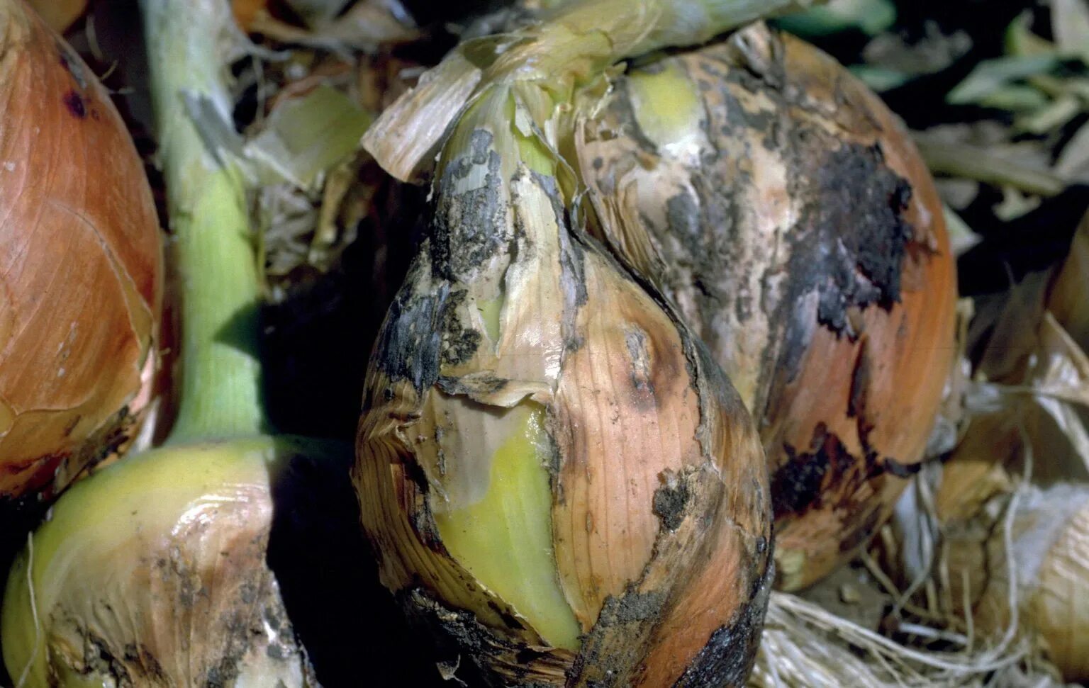 Лук репчатый эксибишен. Фузариозная гниль лука. Серая шейковая гниль лука. Болезни лука шейковая гниль лука. Первичная обработка лук репчатый.