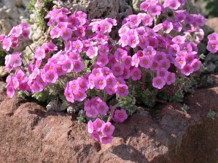 Rocked plants