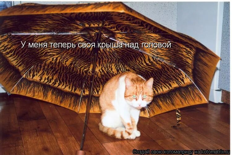 я благодарю всевышнего за все. крыша над головой кота. крыша над головой картинки. крыша над головой 4 буквы. крыша над головой что значит.