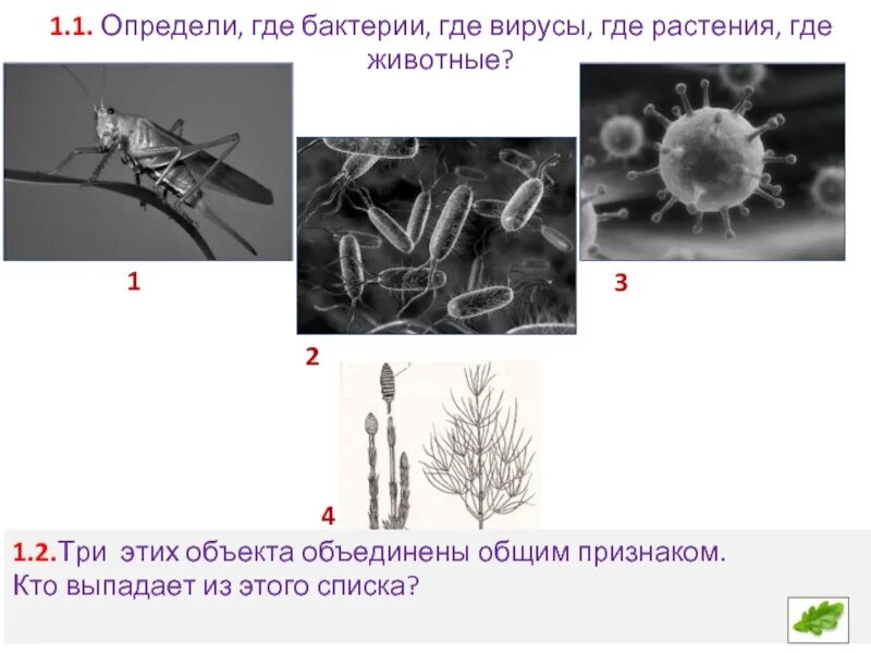 Изображением представителей различных объектов природы. Объект выпадающий из общего ряда вирусы растения животные. Вирусы бактерии растения животные. Объекты Объединенные общим признаком.