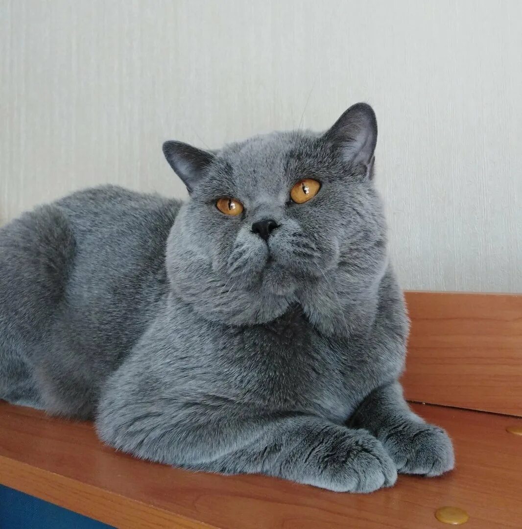 Кот голубого окраса. Британская короткошёрстная кошка голубая. британский прямоухий кот. голубая британка прямоухая. британец арлекин.