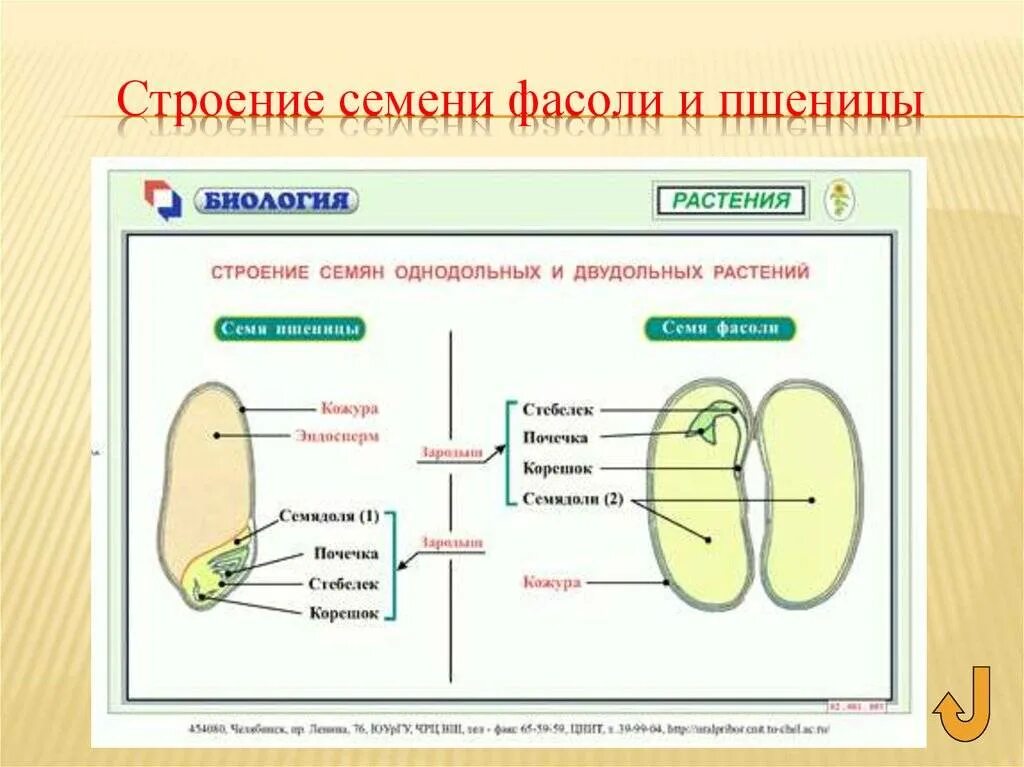 Почечка фасоли. Семена строение однодольных и двудольных. Строение однодольного семени и двудольного семени. Строение семян однодольных и двудольных растений кукурузы. Строение семени однодольных и двудольных.