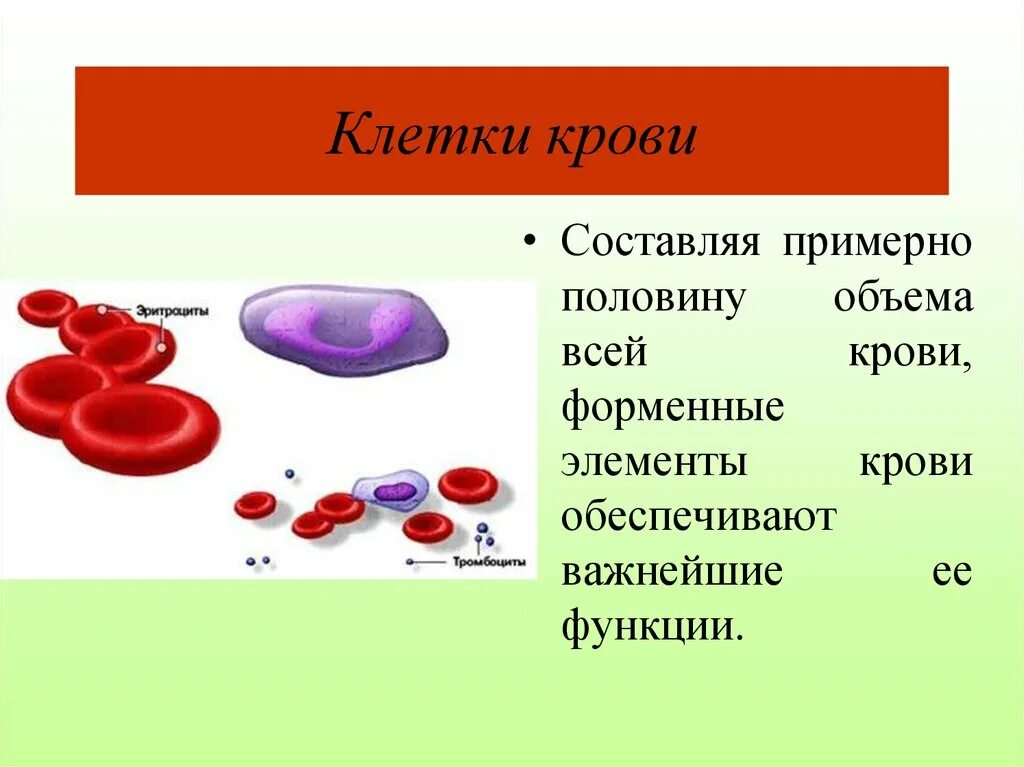 Форменные элементы крови. Форменные элементы клетки крови. Клеточный компонент крови. Размеры клеток крови.