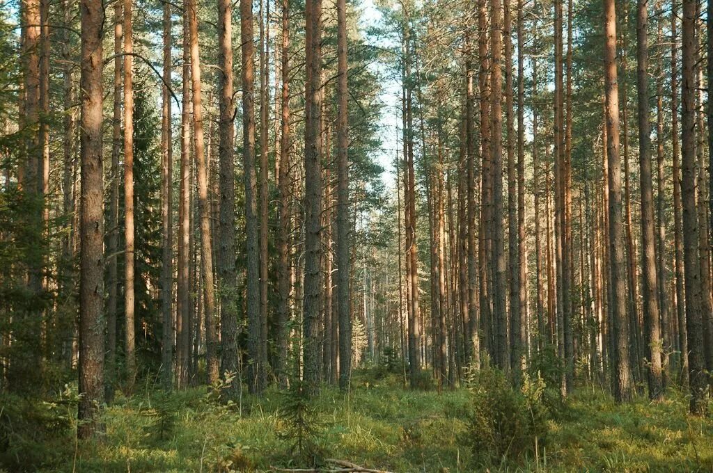 Светло хвойные. Светлохвойная Тайга. Светлохвойная Лиственничная Тайга. Уральская Тайга сосны. Редкостойная Лиственничная Тайга.