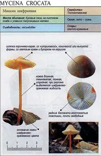 Грибы семейства роды виды