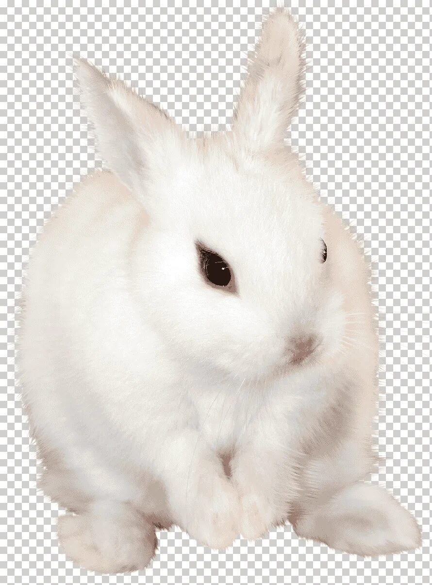 Bunny png