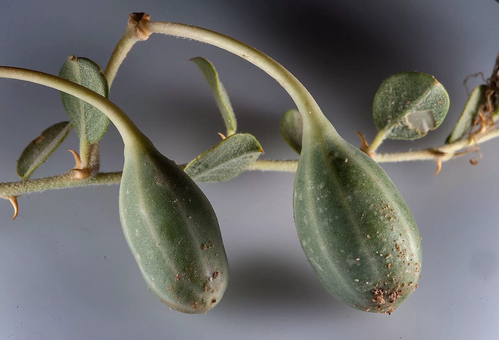 Каперсы Capparis spinosa. Каппарис Спиноза. Дикие арбузики каперсы. Каперсы колючие плоды.