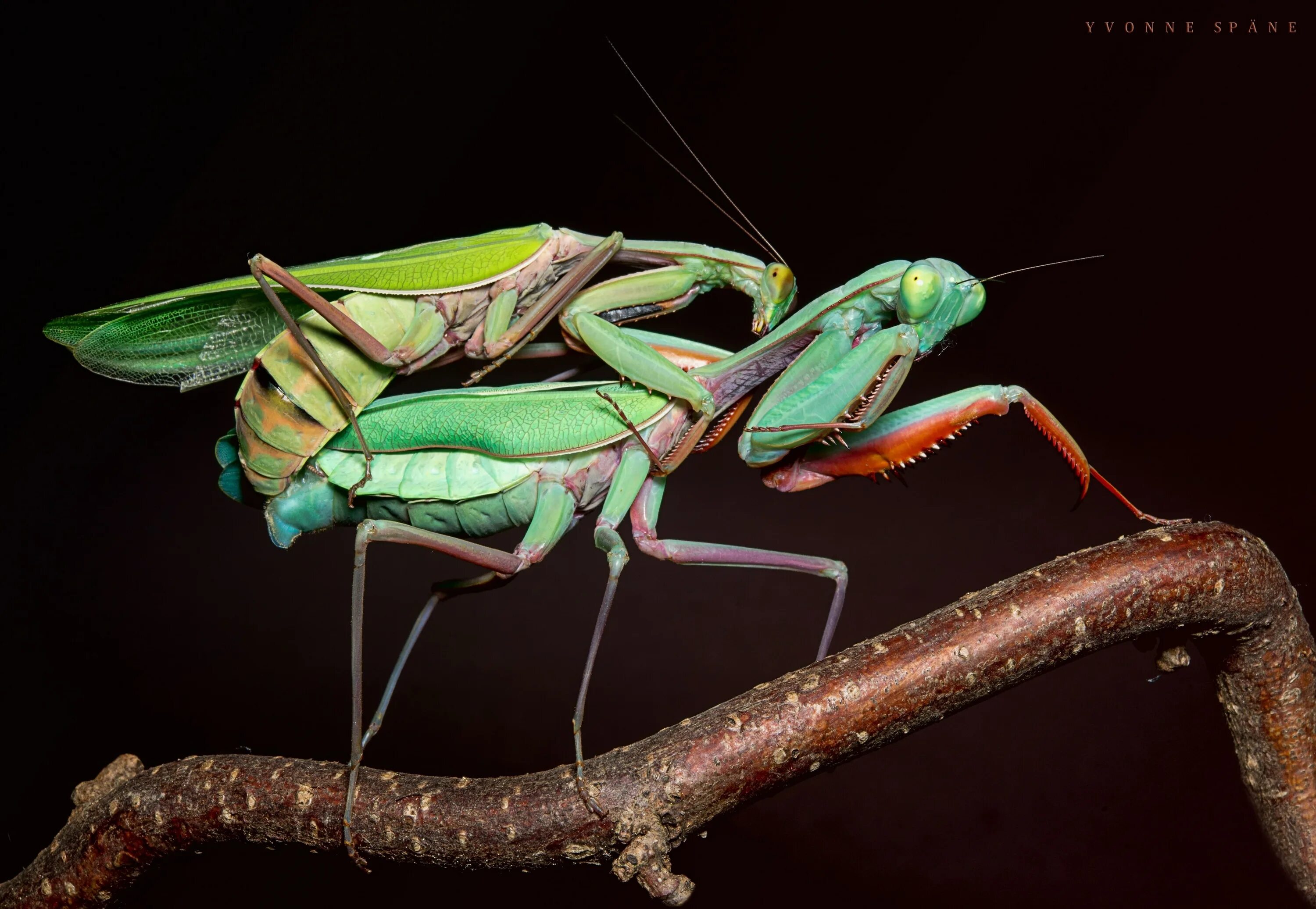 Самец богомола после спаривания. Богомол Mantis religiosa самка. Богомол Creobroter meleagris. Ischnomantis Gigas богомол. Самка богомола спаривание.