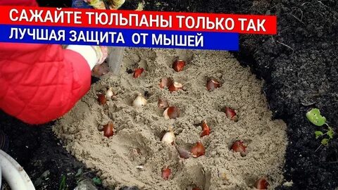 Какое удобрение при посадке тюльпанов