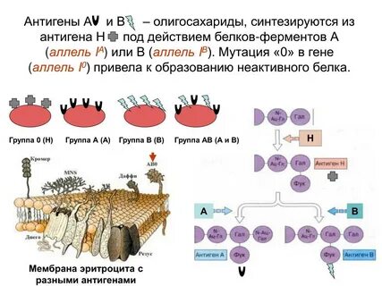 Мутация белка
