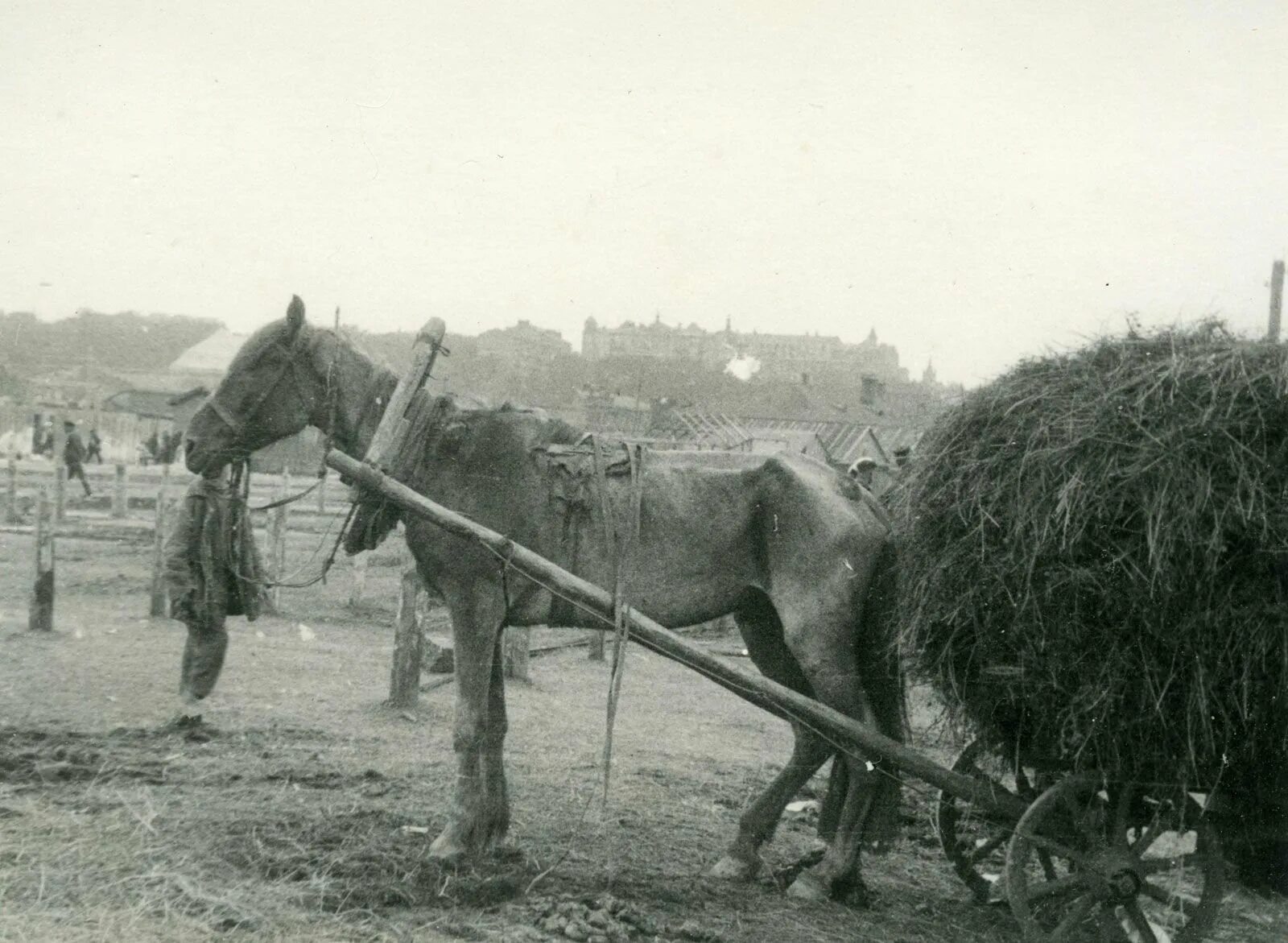 Голода 1932–1933 годов в Поволжье. Зерно голод