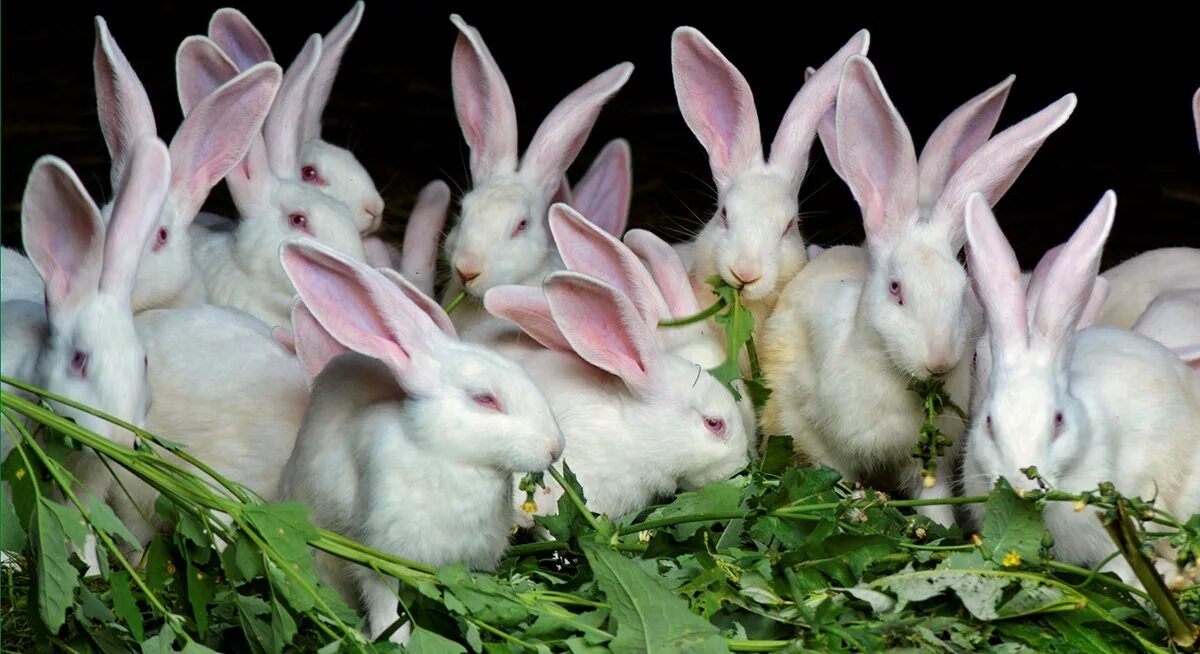 Много зайки. Много кроликов. Зайцы много. Животноводство кролики. Много зайчиков.