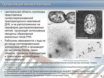 Наследственный материал представлен нуклеоидом