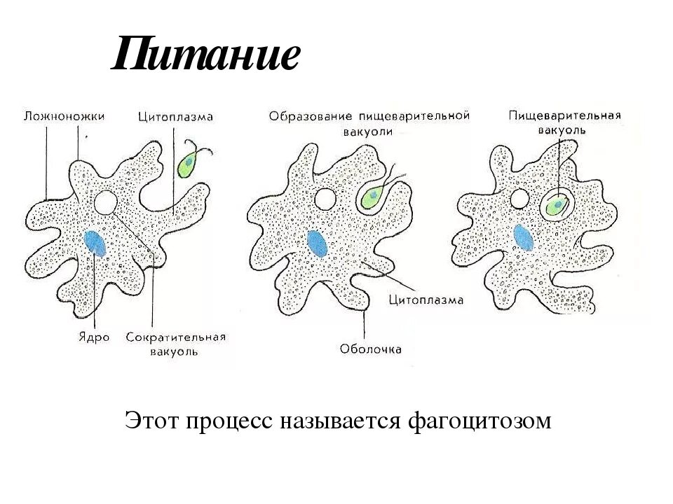 Пищеварительная вакуоль рисунок. Псевдоподии при фагоцитозе. Ложноножки строение. Формирование псевдоподий. Образуют ложноножки.