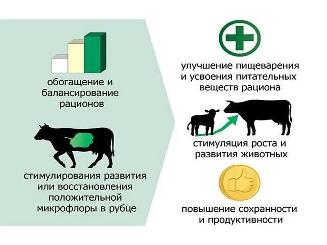 Улучшение животных. Пробиотики в животноводстве. микрофлора кормов. пищеварения и продуктивность сельскохозяйственных животных. корма высокопродуктивных животных.