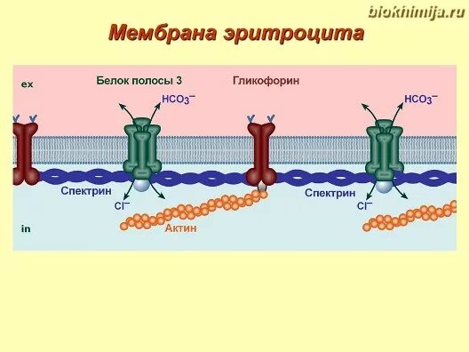 Белок мембраны эритроцитов. Белок мембраны эритроцитов