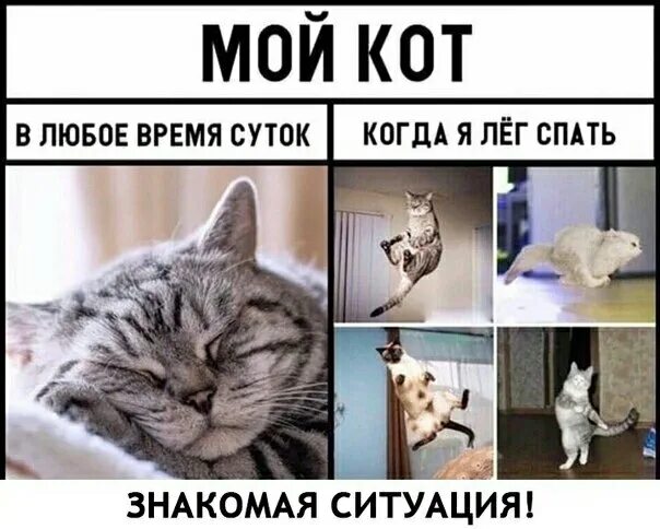 Коты мемы. Кот Мем. Мемы про котиков. Кот хочет есть.