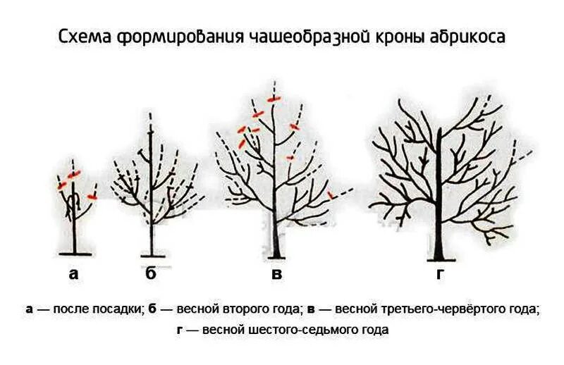 Абрикос Триумф Северный обрезка весной. Обрезка абрикоса весной схема. Абрикос дерево схема обрезки.