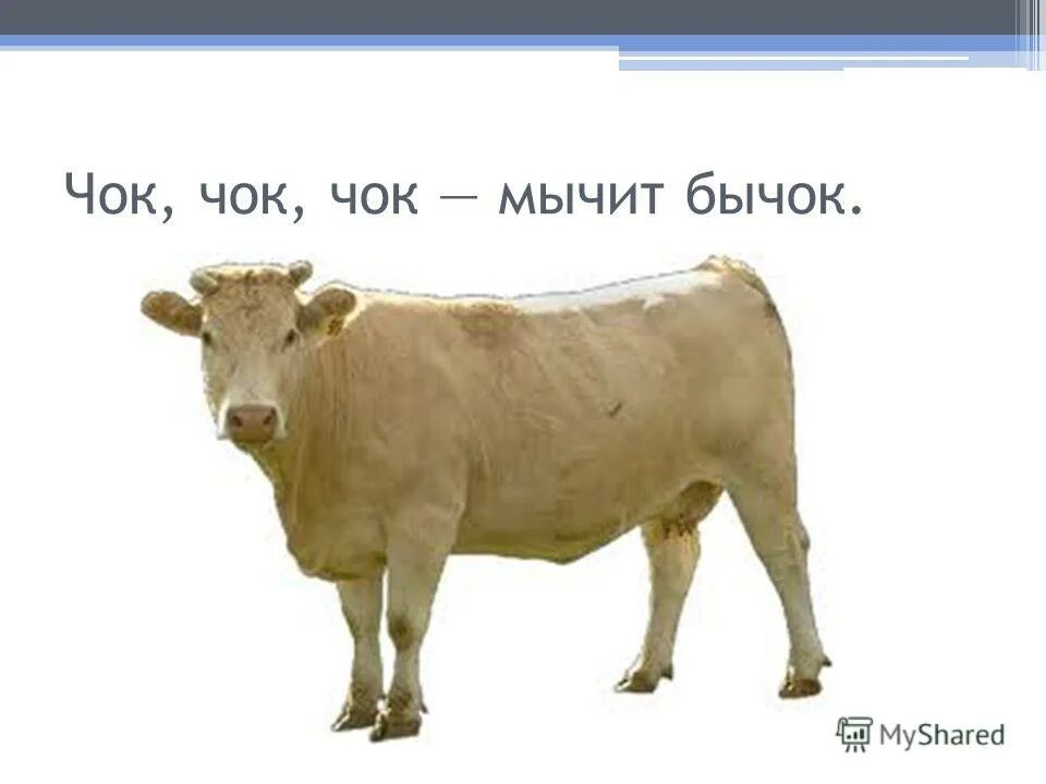 бычок для детей. стишок про бычка. скороговорка про быка. бычок зил 5300 термобудка. бычок предложение.
