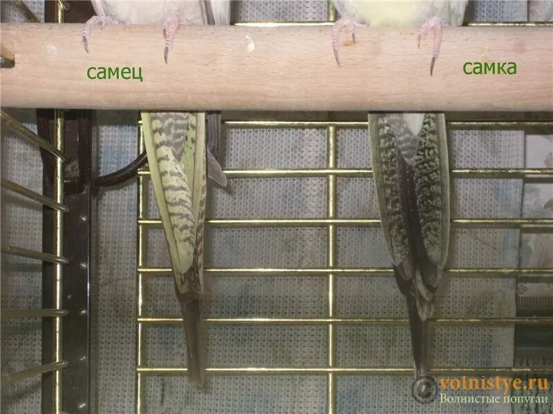 Корелла самка и самец. Попугай корелла отличить самку от самца. Попугай корелла самка. Попугай корелла отличие самки от самца.