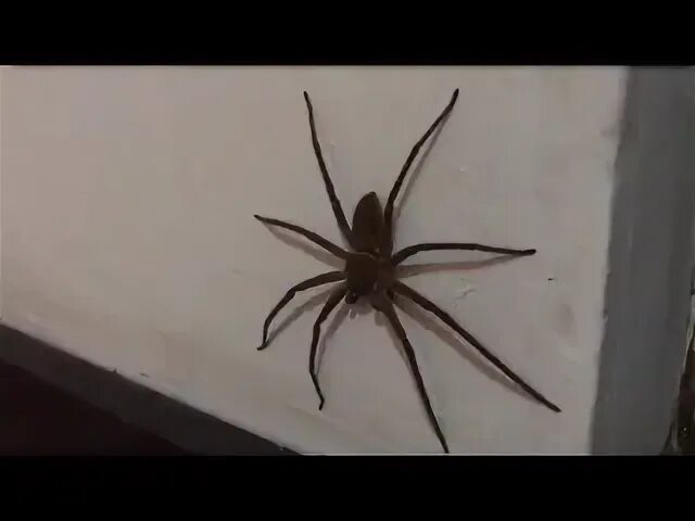 Brown Huntsman Spider (Heteropoda venatoria) Sinharaja For. Flickr