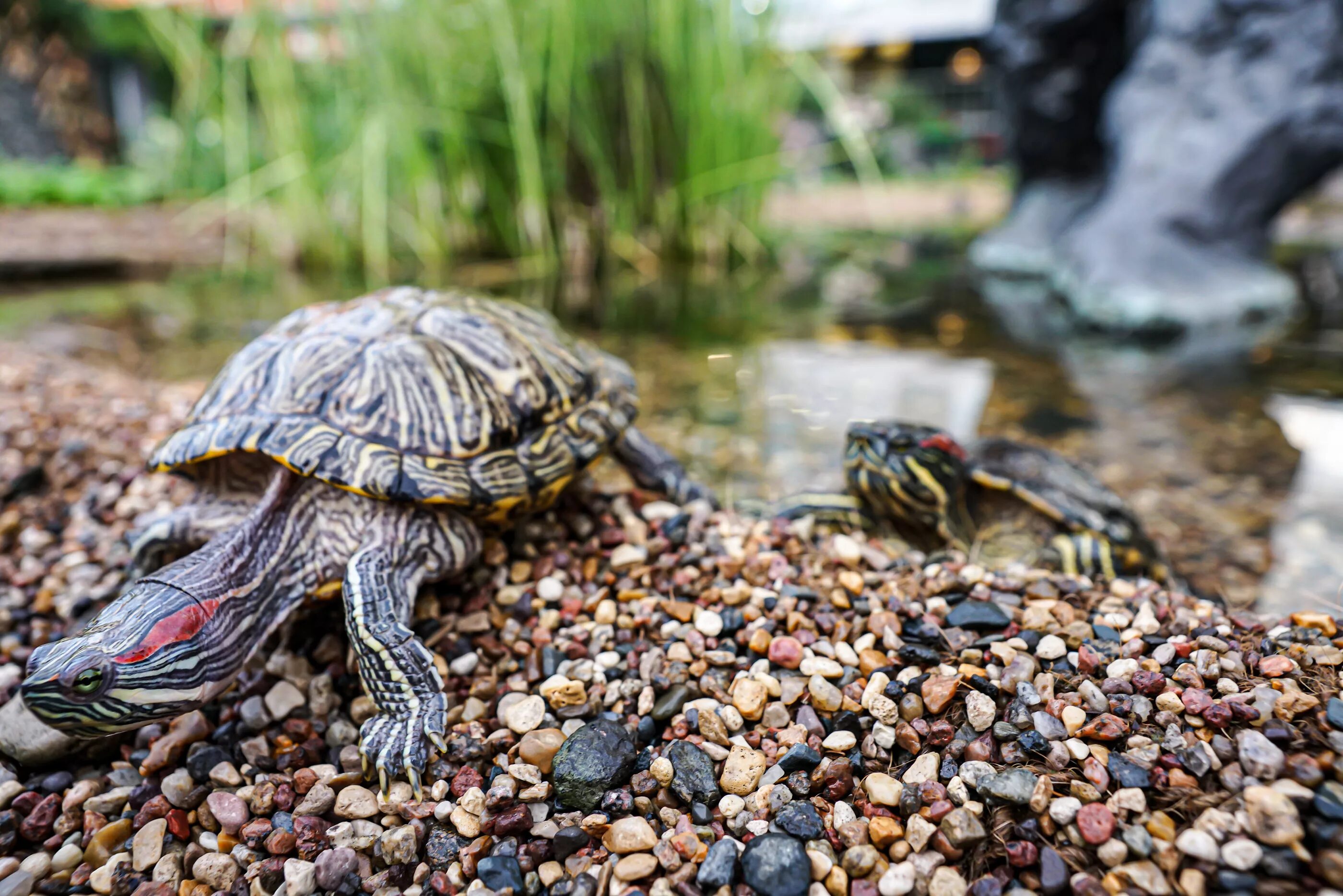 Черепаха в речке. Красноухая болотная черепаха. Красноухая водоплавающая черепаха. Красноухая черепаха в дикой природе. Красноухая черепаха в дикой природе.