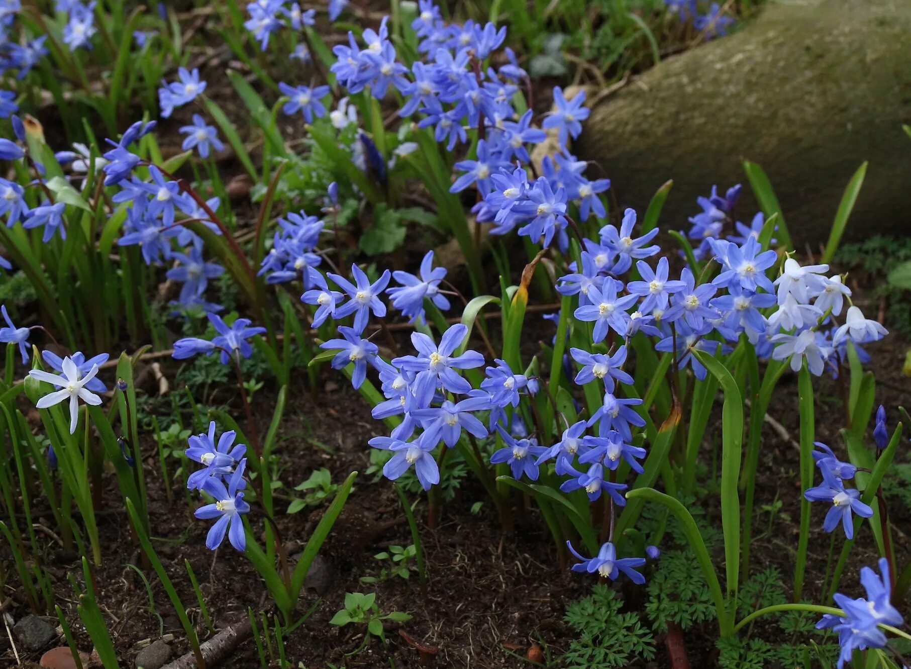 Сцилла цветок купить. Хионодокса сардинская (Chionodoxa sardensis). Хионодокса пролеска. Пушкиния и Сцилла. Пролеска Сибирская (Сцилла).