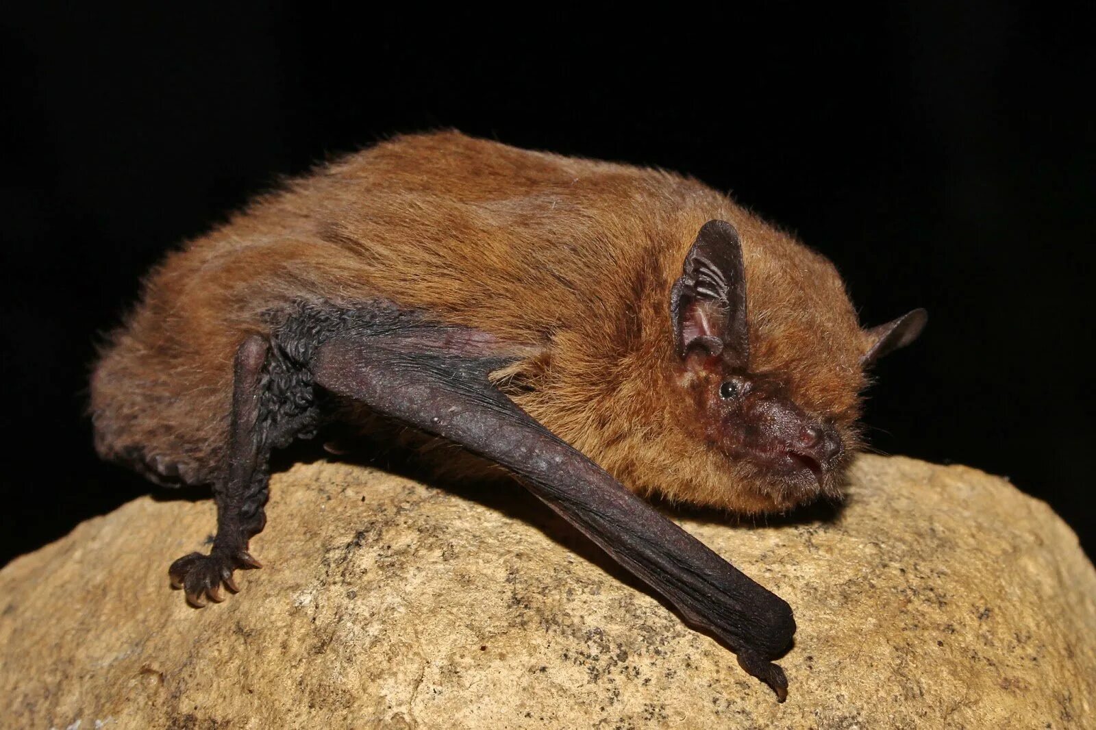 Ночница наттерера. Вечерница рыжая nyctalus noctula. Рыжая летучая мышь. Летучая крыса. Летучая мышь рыжая вечерница.