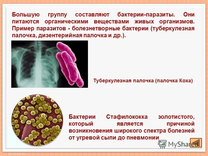 Болезнетворная бактерия палочка. Паразитические болезнетворные бактерии. Бактерии паразиты палочка Коха. Бактерии паразиты питаются органическими.