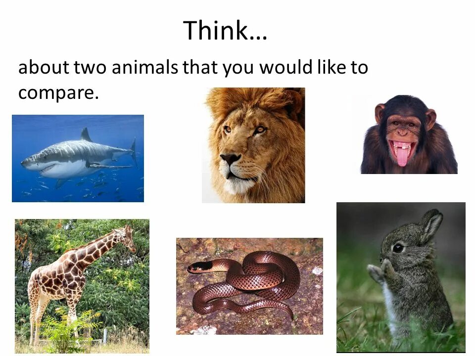 Compare animals. Degrees of Comparison animals. Animals Comparison. Adjectives describing animals.