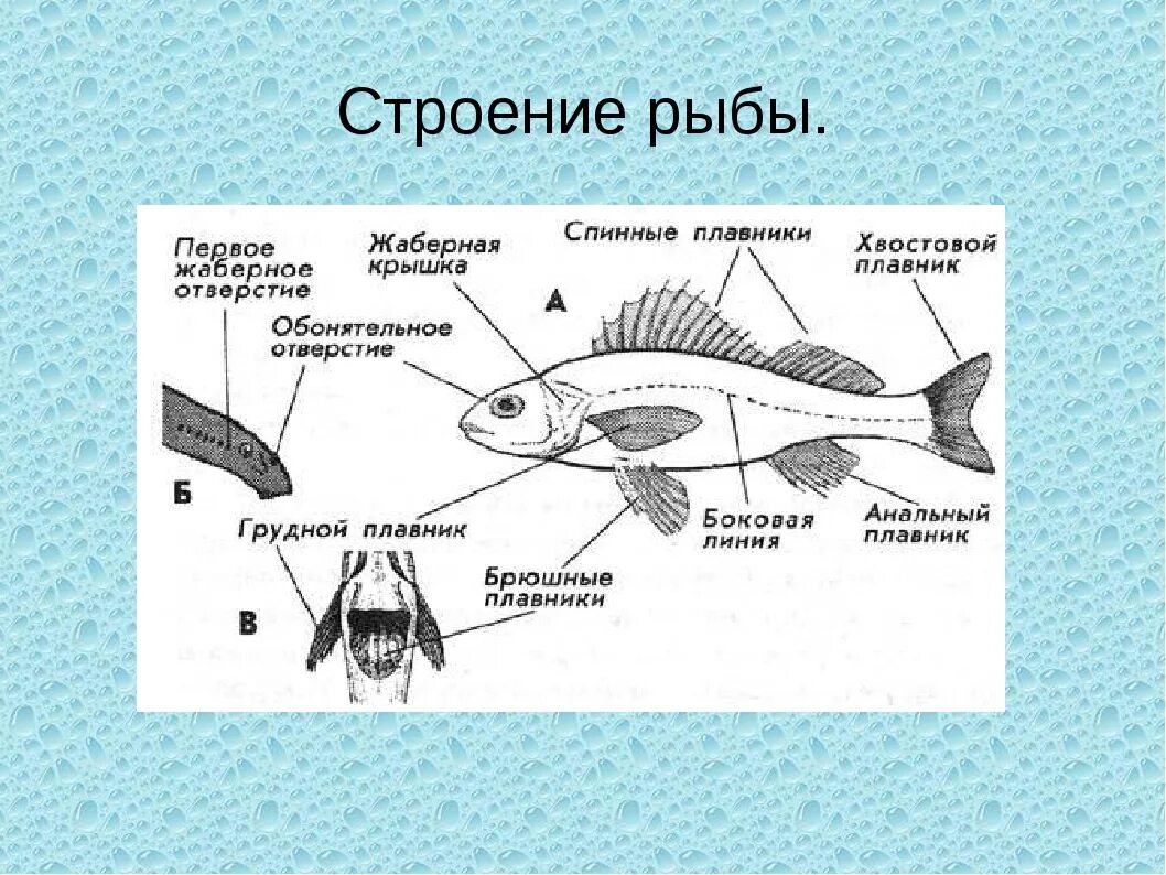 Строение рыбы. Внутреннее строение рыбы схема. Внешнее строение рыбы. Строение плавников рыб.