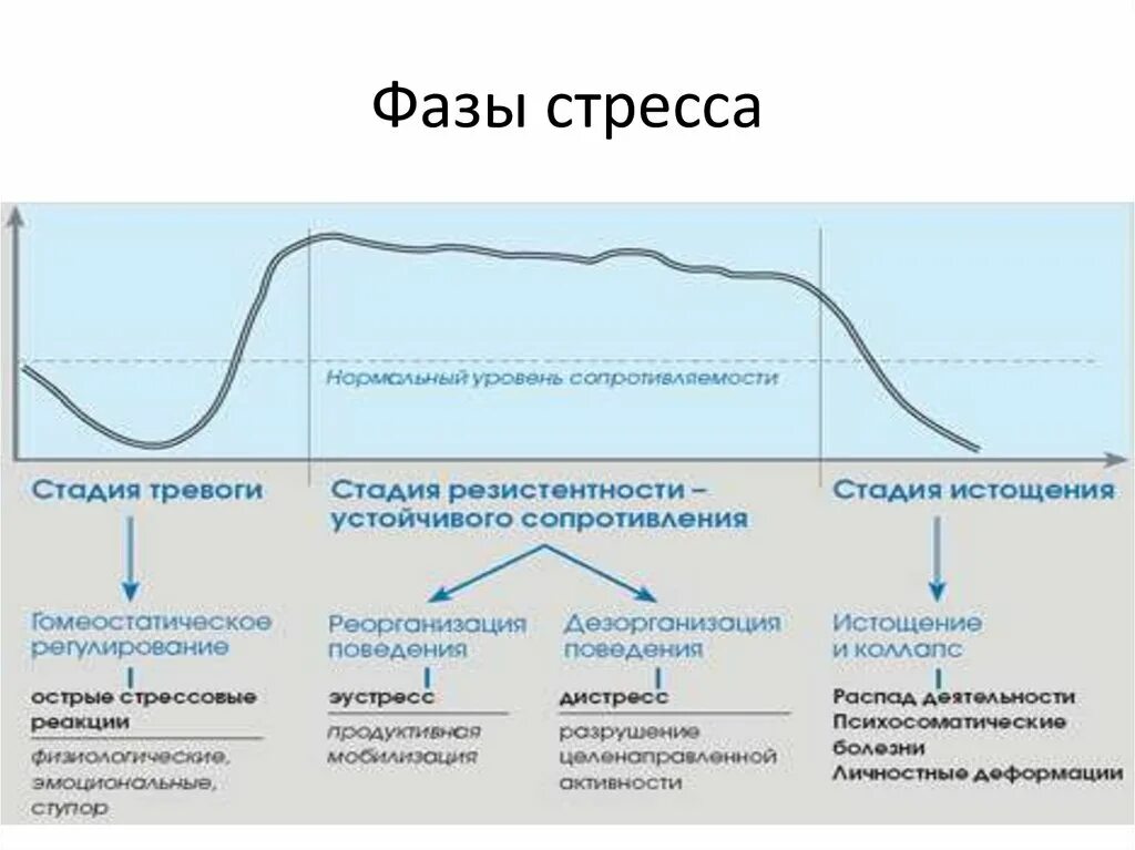 Фазы стрессовой реакции. Стадии стресса по селье. три фазы стресса селье. стадии развития стресса селье. расположите в порядке нарастания 4 фазы развития стресса:.