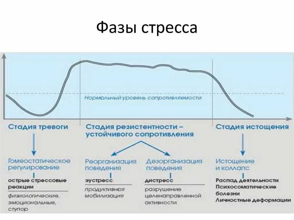 Стадия адаптации стресса