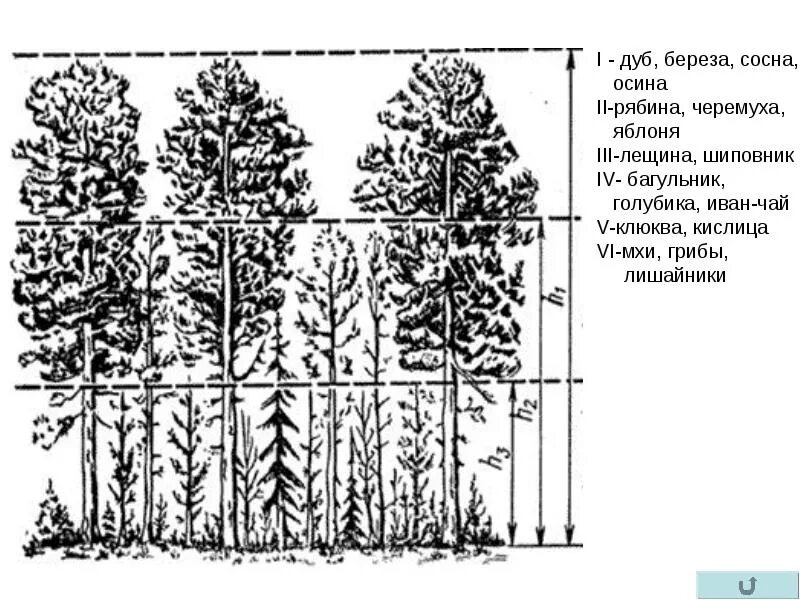 Ярусы растительного сообщества лес. Ярусность растительного сообщества схема. Ярусность смешанного леса схема. Сосна обыкновенная ярусность. Ярусность березовой Рощи.