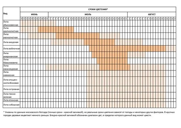 Сроки цветения липы в средней полосе России. Календарь цветения липы. Когда цветет липа в средней полосе. Этапы цветения липы. Когда заканчивается цветение березы