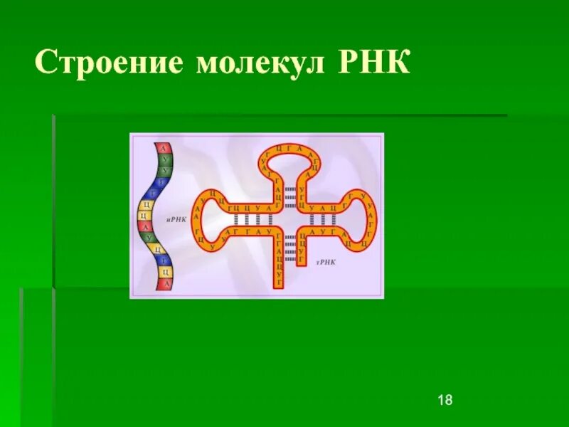 Молекула рнк образуется в процессе. Структура молекулы рнк. схема строения рнк рисунок. строение молекулы рнк. схема строения молекулы рнк.