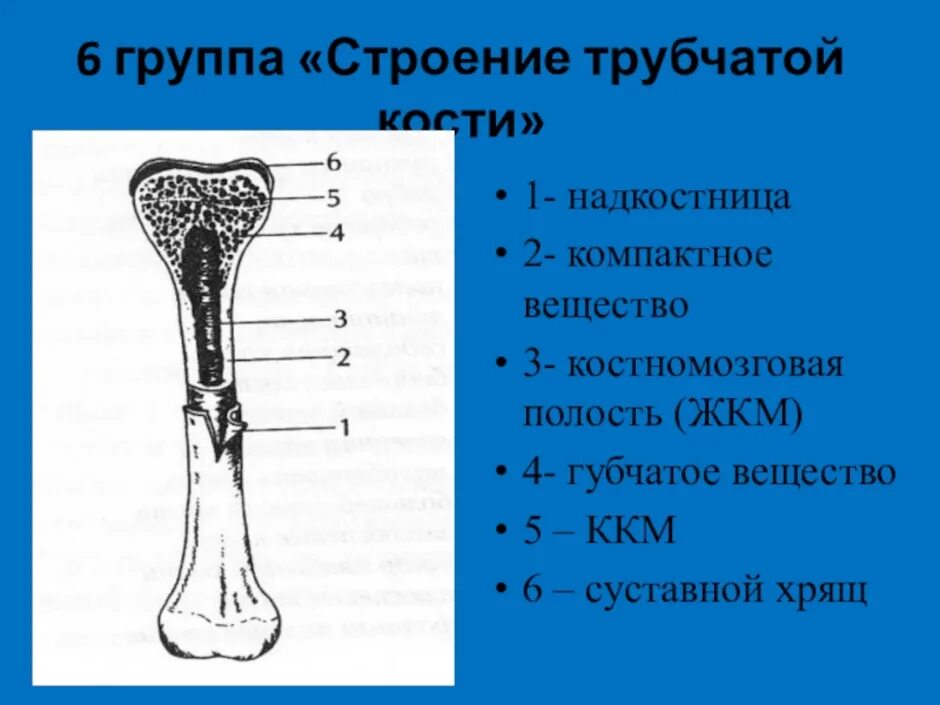 Что образуют трубчатые кости. Строение длинной трубчатой кости анатомия. Схема строения трубчатой кости человека биология 8 класс-. Нарисуйте схему строения трубчатой кости. Строение трубчатой кости биология 8 класс.