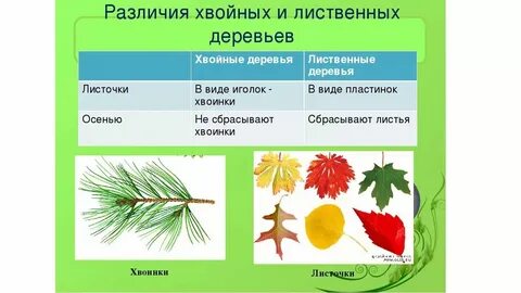 Лиственные деревья отметьте желтым а хвойные зеленым