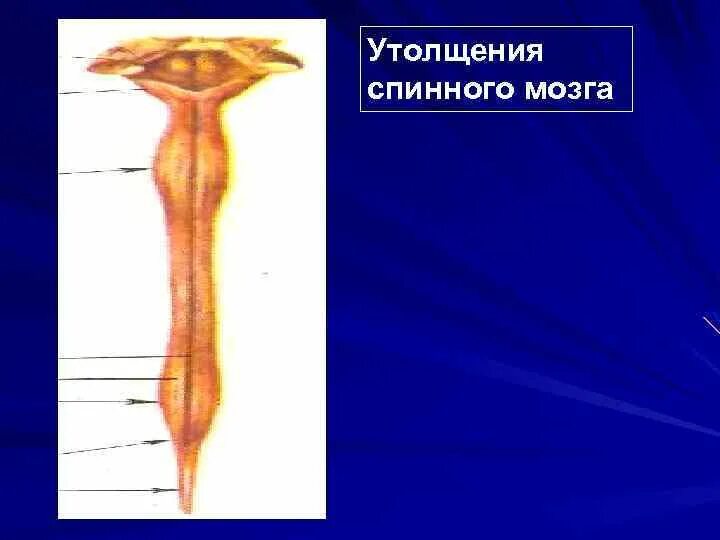 Шейное утолщение спинного мозга. Поясничное утолщение спинного мозга.