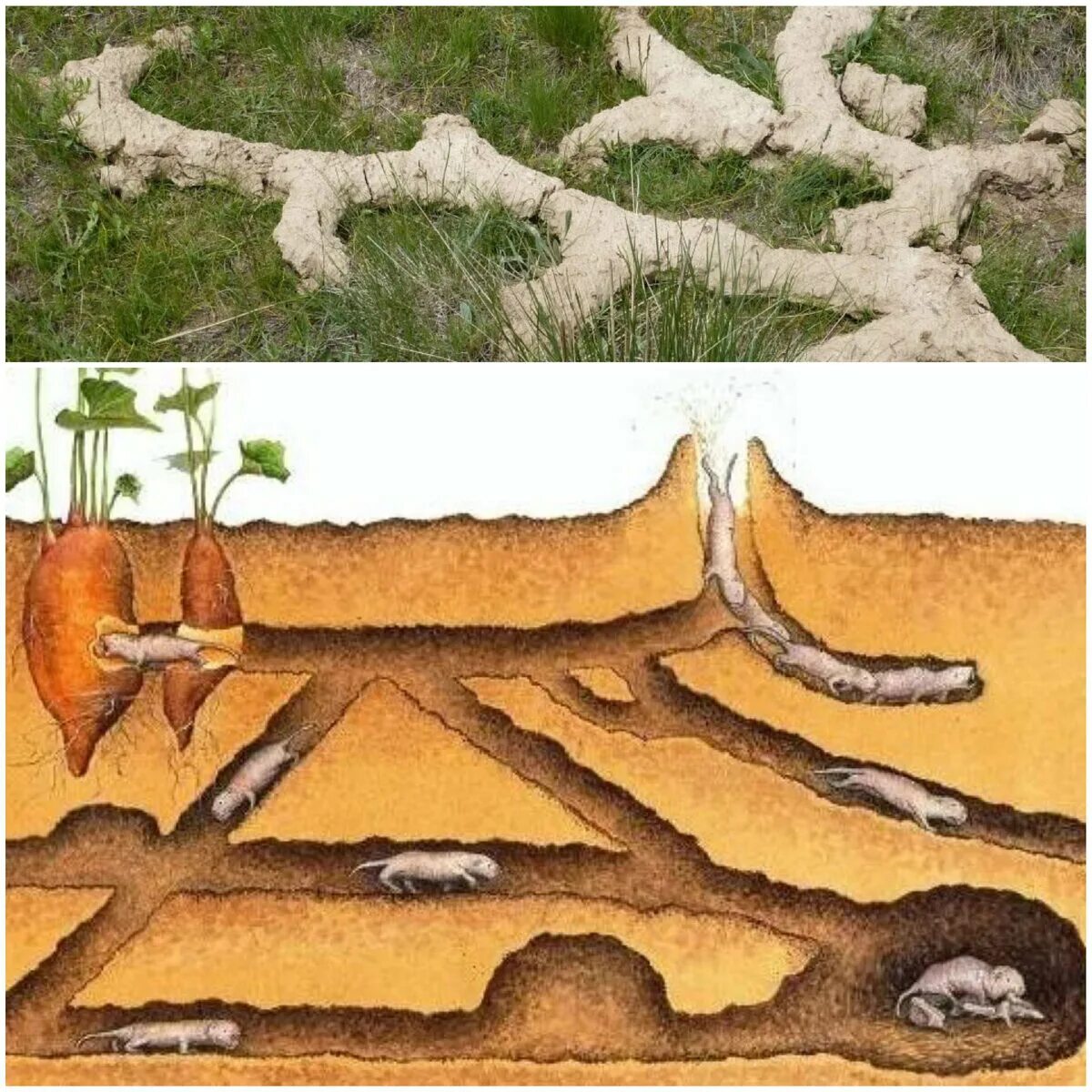 2 земляные норы. Слепыш схема Норы. Слепыш Норы в земле.