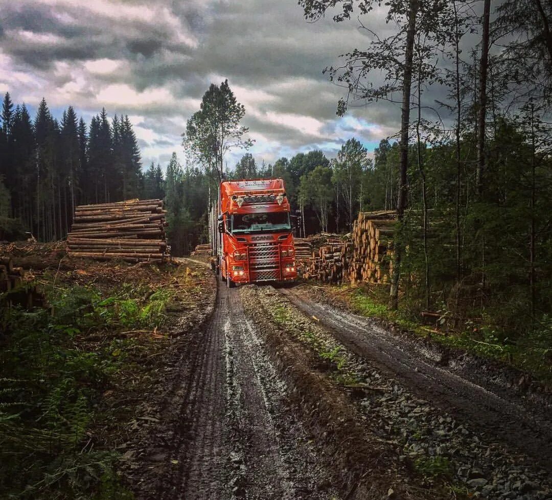 ландшафтные рубки. делянка леса. делянка в лесу. делянка в лесу. заготовка древесины на дрова.