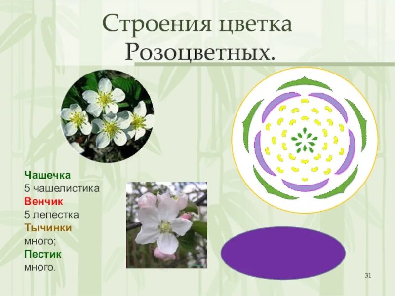 Какое строение имеет розоцветных растений. Лилейные крестоцветные розоцветные. цветок крестоцветных чашелистики. класс двудольные семейство крестоцветные строение цветка. розоцветные венчик.