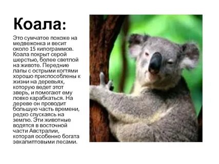 Коала где обитает на каком материке впр