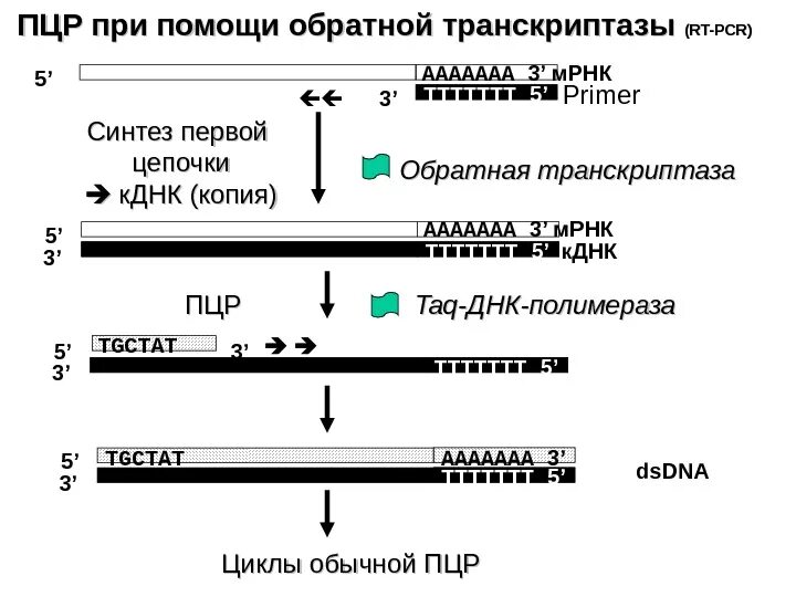 Полимеразная цепная реакция с обратной транскрипцией. ПЦР С обратной транскрипцией (от-ПЦР, RT-PCR) используется для. Этапы в методике полимеразной цепной реакции. Основные этапы полимеразной цепной реакции выделение ДНК. Биология рт этапы