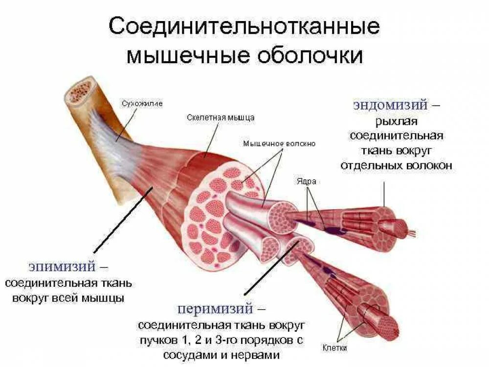 Мышечное волокно это