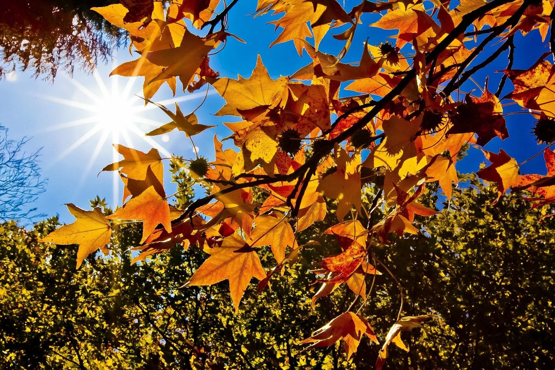 Открытка осенние каникулы. Осенние каникулы. Классных осенних каникул. Осенние каникулы. Классных осенних каникул.