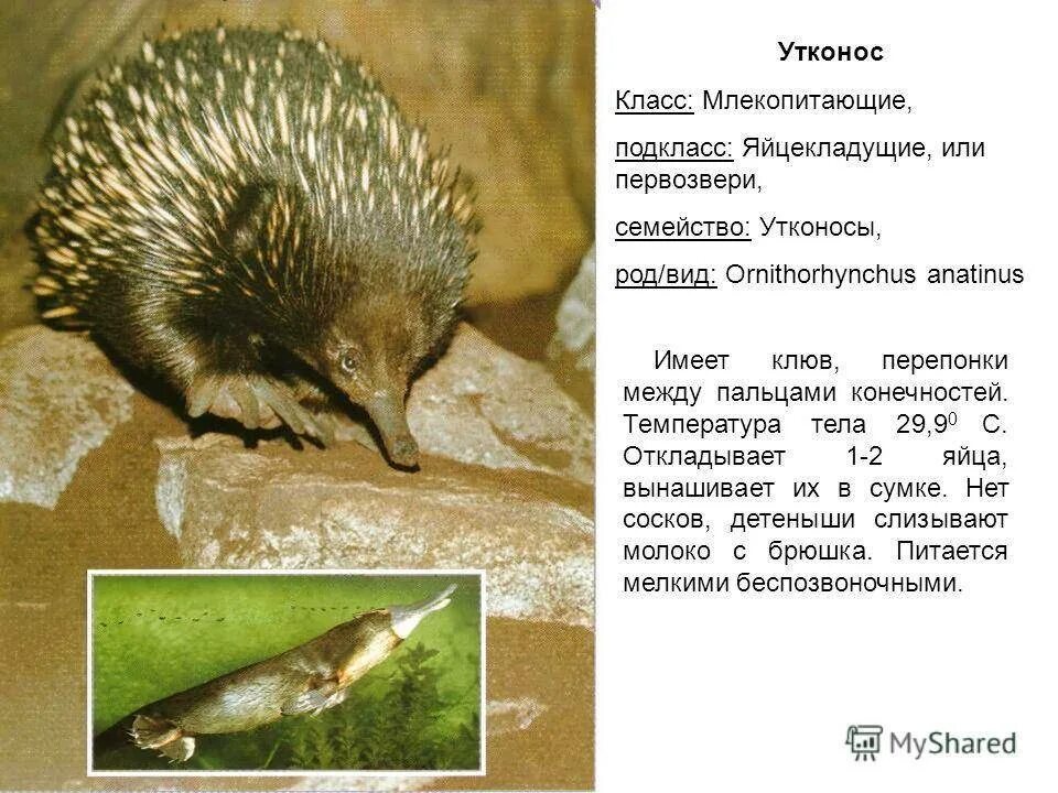 Теплокровные яйцекладущие животные. Первозвери однопроходные яйцекладущие. отряд яйцекладущие млекопитающие. у однопроходных (яйцекладущих). ехидна яйцекладущие.