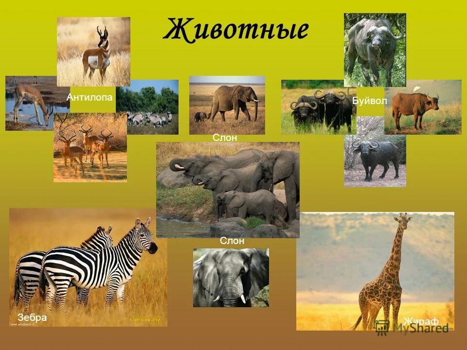 Доклад животные африки. Животные Африки. Животный мир материка Африка. Животные Африки для детей. Африканские животные и растения.