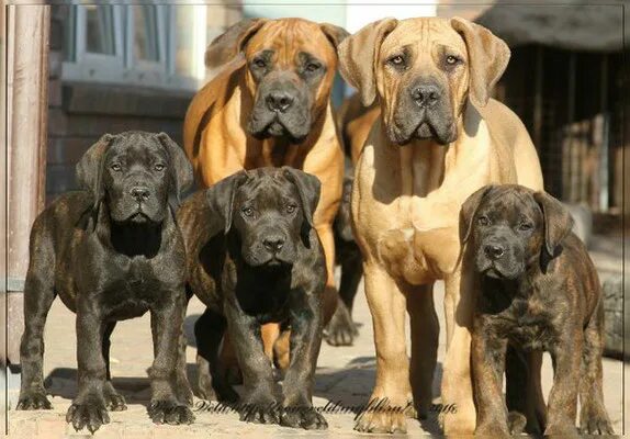 Южно африканский бурбур. Войс вельд. Войс вельд атутау. Бурбуль южноафриканский черный. Войс вельд майбах.