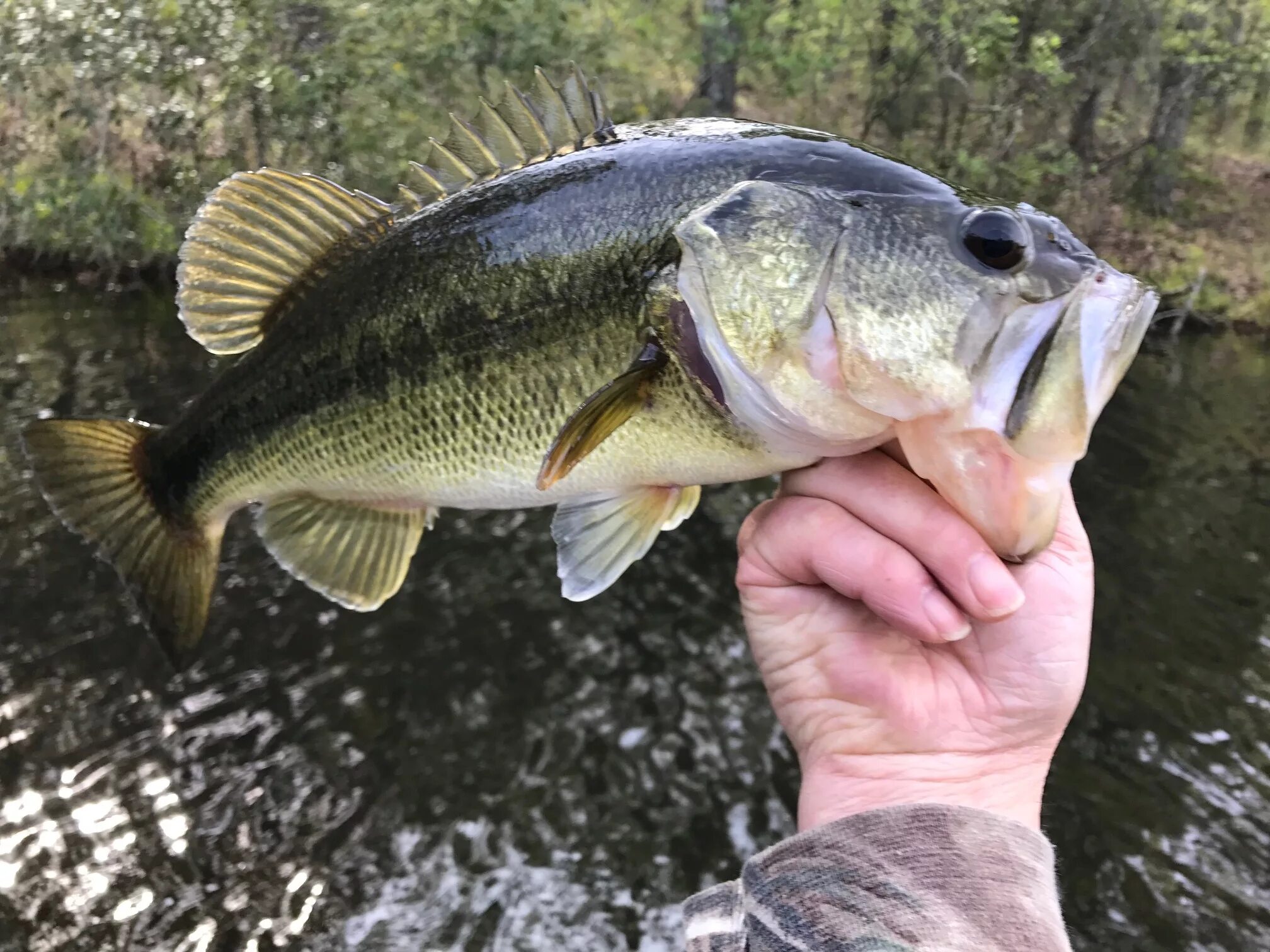 Окунь басс. Большеротый окунь басс. Американский Большеротый окунь. Largemouth Bass рыба.